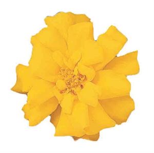 Afbeelding van Tagetes kleinbl P9 Yellow